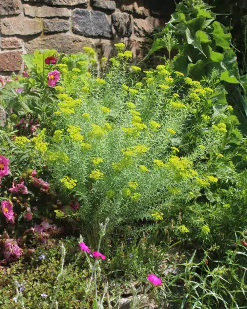 Euphorbia seguieriana ssp. niciciana, Steppen-Wolfsmilch