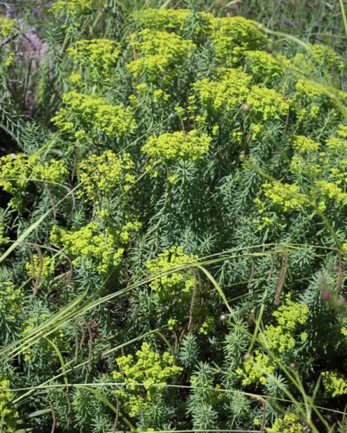 Euphorbia seguieriana ssp. niciciana, Steppen-Wolfsmilch