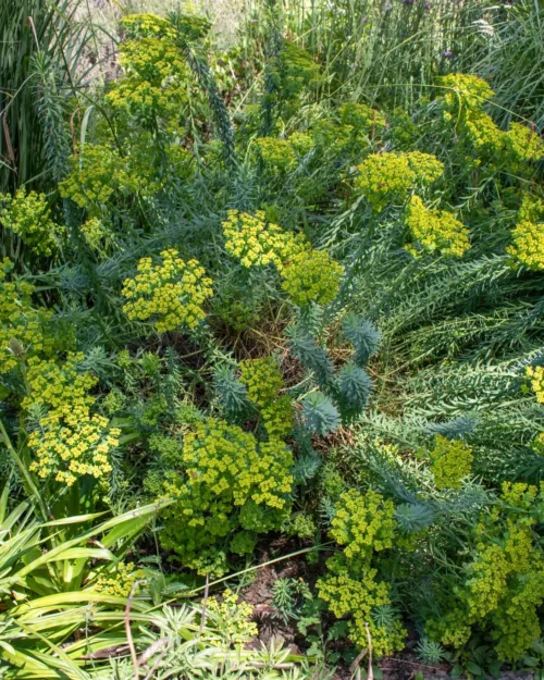 Euphorbia seguieriana ssp. niciciana, Steppen-Wolfsmilch