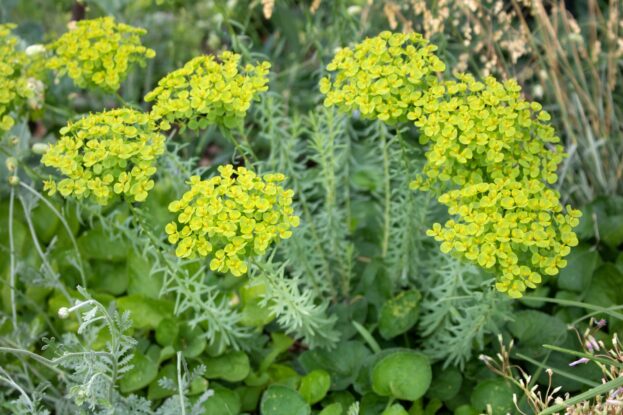 Euphorbia seguieriana ssp. niciciana, Steppen-Wolfsmilch