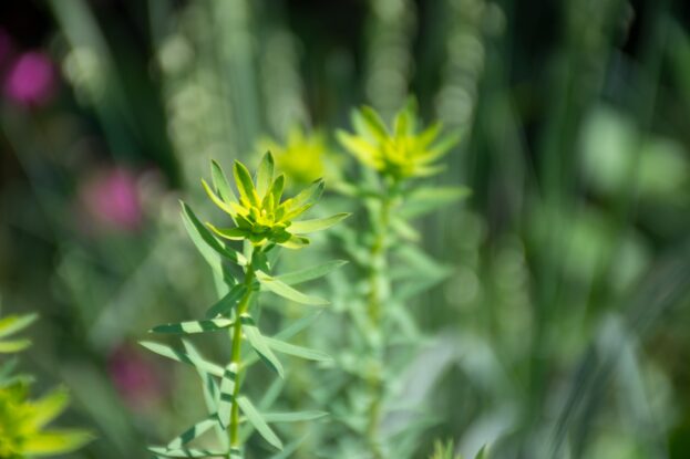 Euphorbia seguieriana ssp. niciciana, Steppen-Wolfsmilch