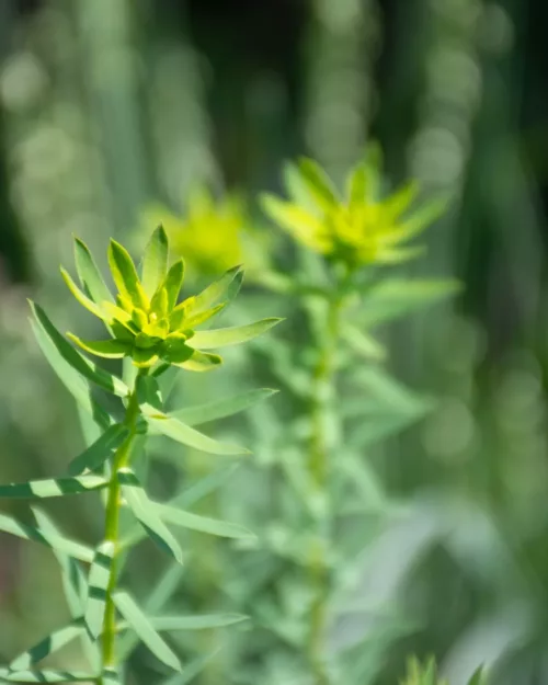 Euphorbia seguieriana ssp. niciciana, Steppen-Wolfsmilch