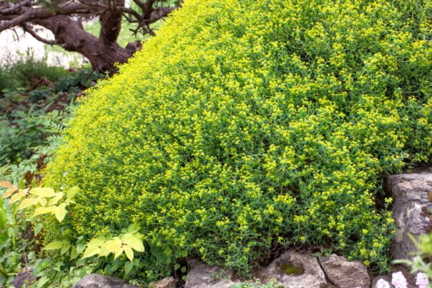Euphorbia spinosa jpg webp