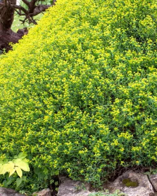 Euphorbia spinosa
