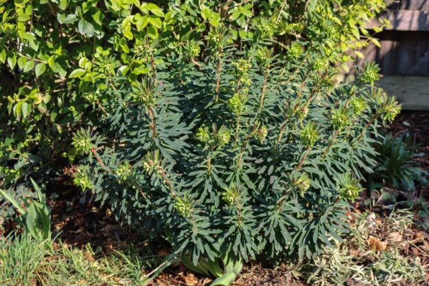 Euphorbia x martinii, Martins Wolfsmilch