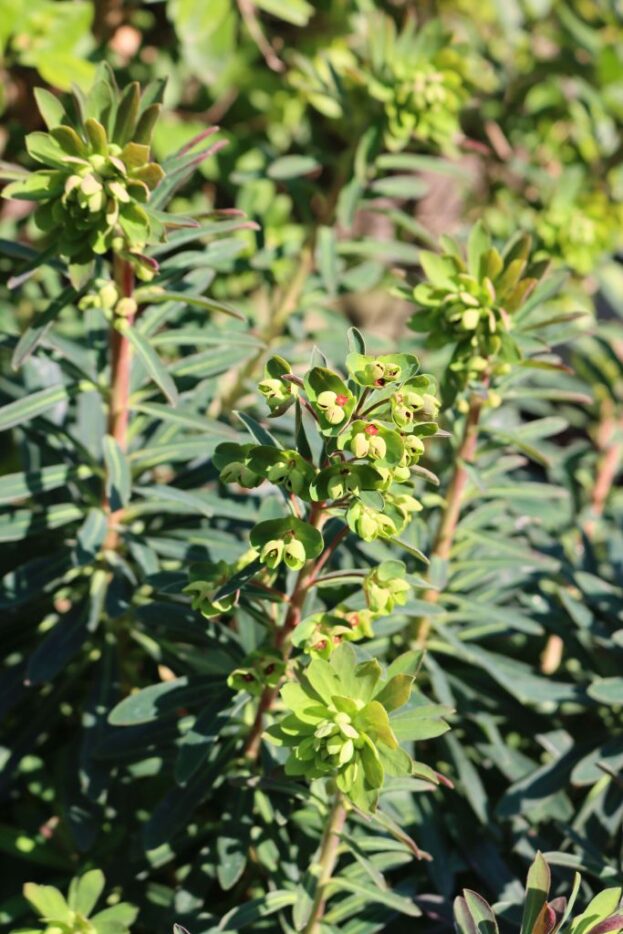 Euphorbia x martinii, Martin's Wolfsmilch