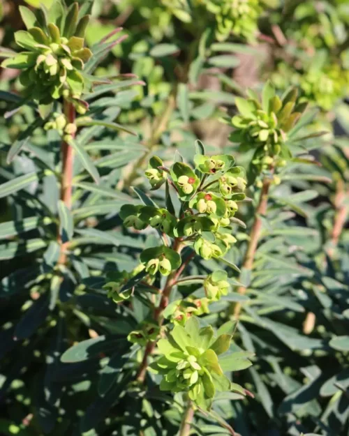 Euphorbia x martinii, Martin's Wolfsmilch