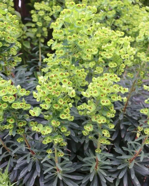 Euphorbia x martinii, Martin's Wolfsmilch