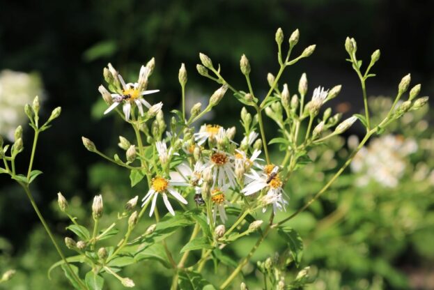 Eurybia divaricata (syn. Aster divaricatus)