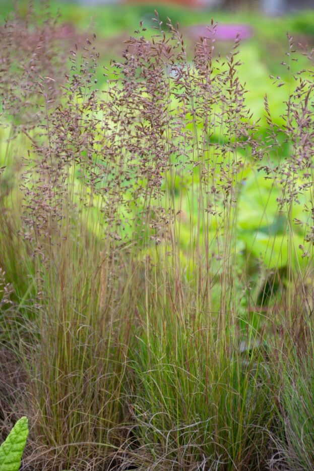 Festuca amethystina 'Walberla', Regenbogen-Schwingel