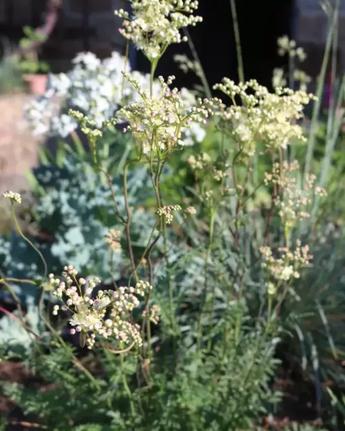 Filipendula vulgaris, Kleines Mädesüß