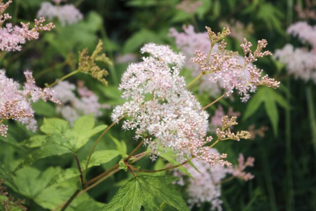 Filipendula rubra Venusta - Rotes Mädesüß