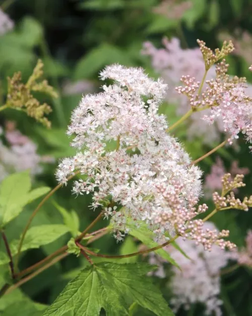 Filipendula rubra Venusta - Rotes Mädesüß