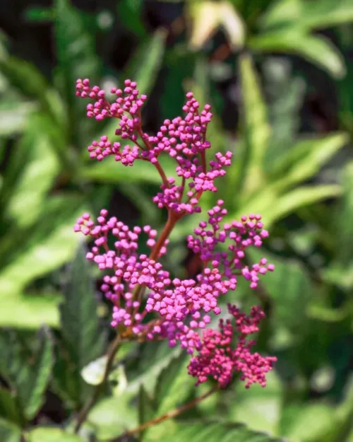 Filipendula rubra Venusta - Rotes Mädesüß