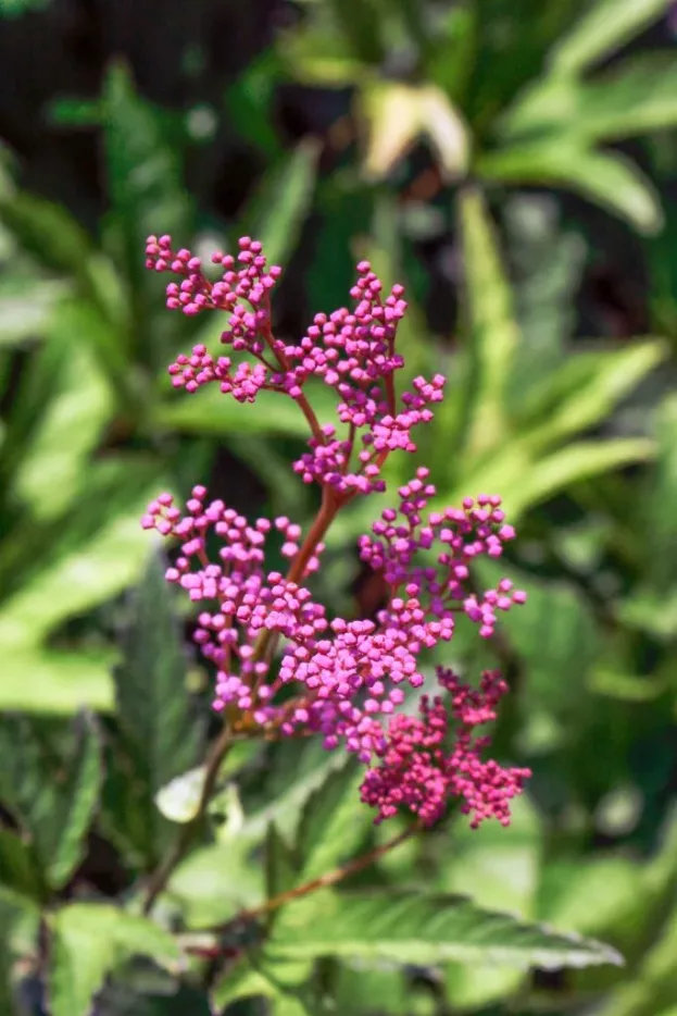 Filipendula rubra Venusta - Rotes Mädesüß