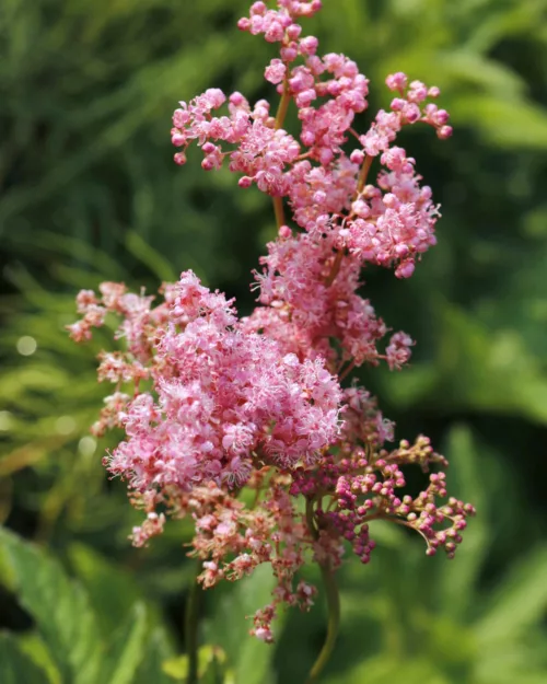Filipendula rubra Venusta - Rotes Mädesüß