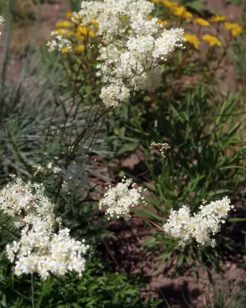 Filipendula vulgaris, Kleines Mädesüß