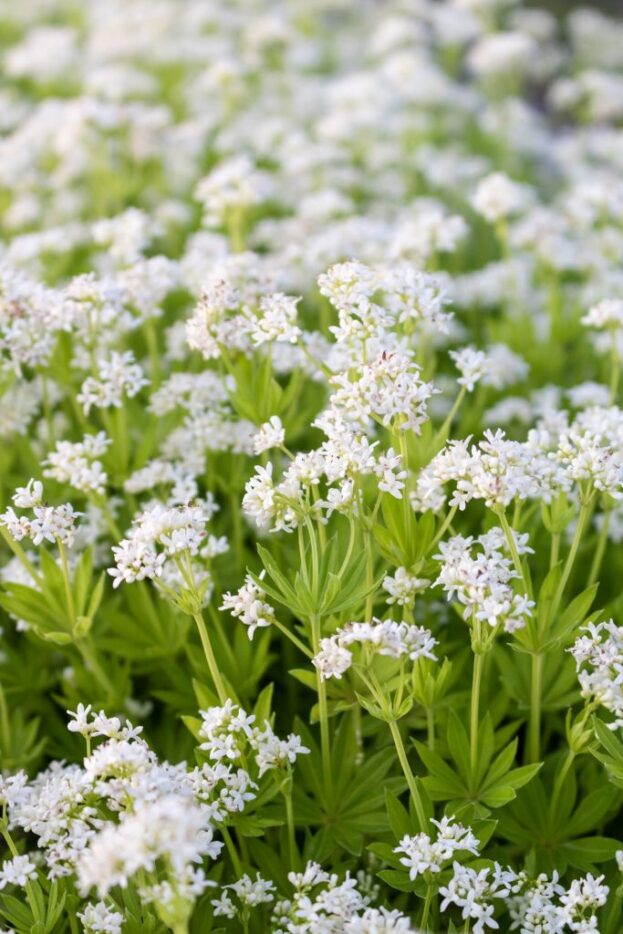 Galium odoratum, Waldmeister