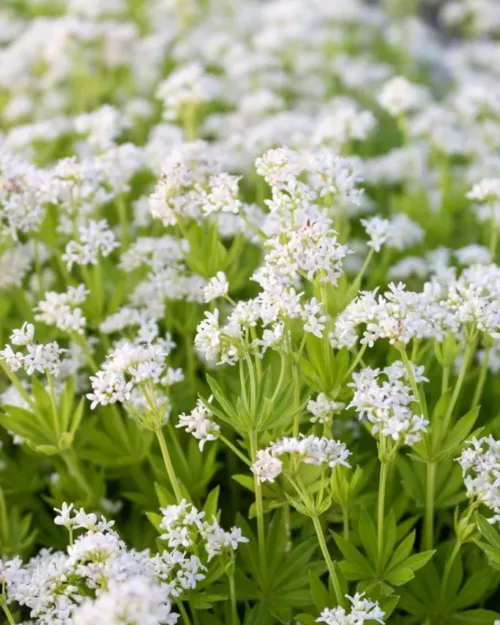 Galium odoratum, Waldmeister