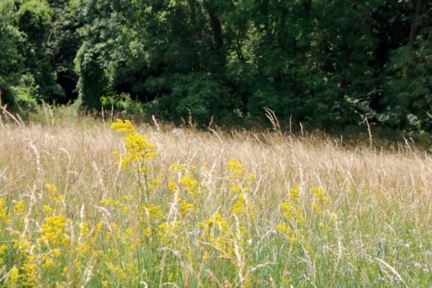 Galium verum, Echtes Labkraut