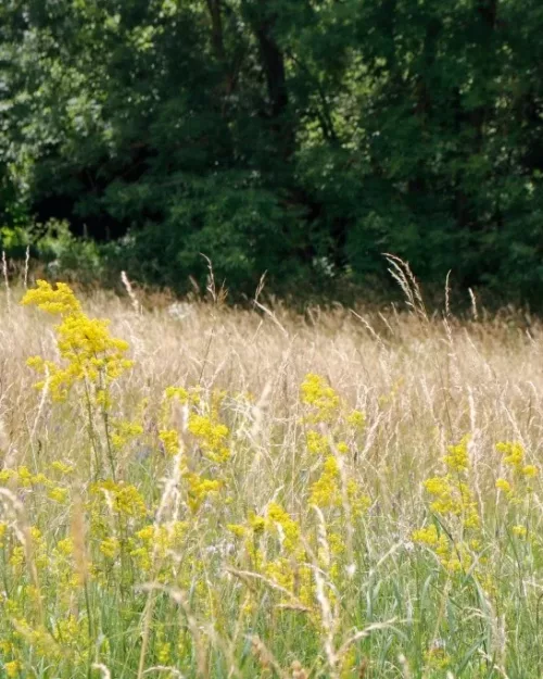 Galium verum, Echtes Labkraut