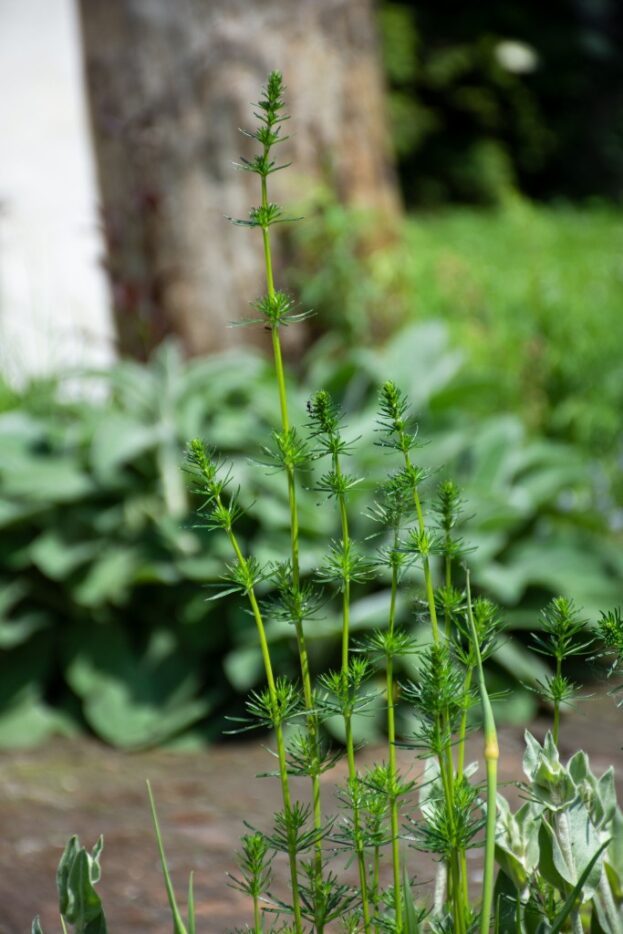 Galium verum, Echtes Labkraut