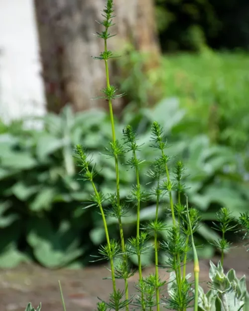 Galium verum, Echtes Labkraut