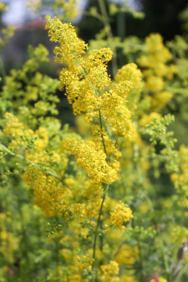 Galium verum, Echtes Labkraut