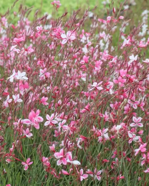 Gaura Siskiyou Pink