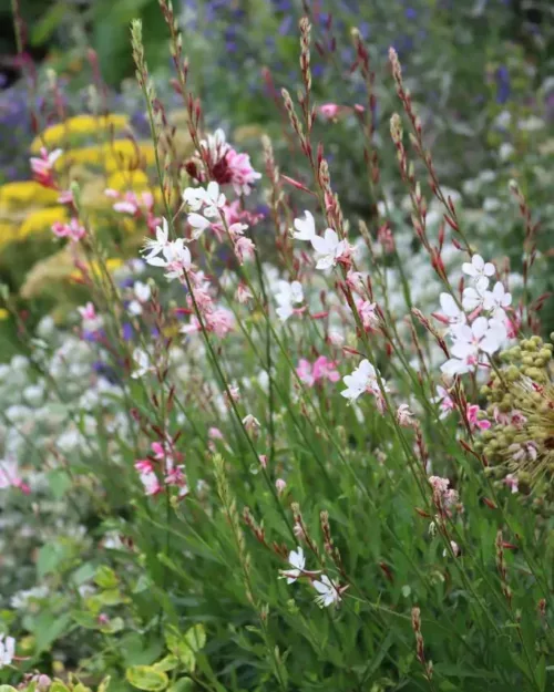 Gaura lindheimeri, Prachtkerze