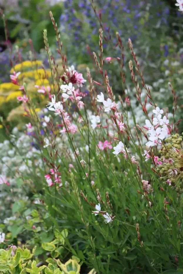 Gaura lindheimeri, Prachtkerze