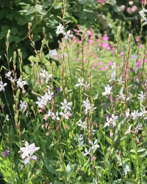 Gaura lindheimeri, Prachtkerze