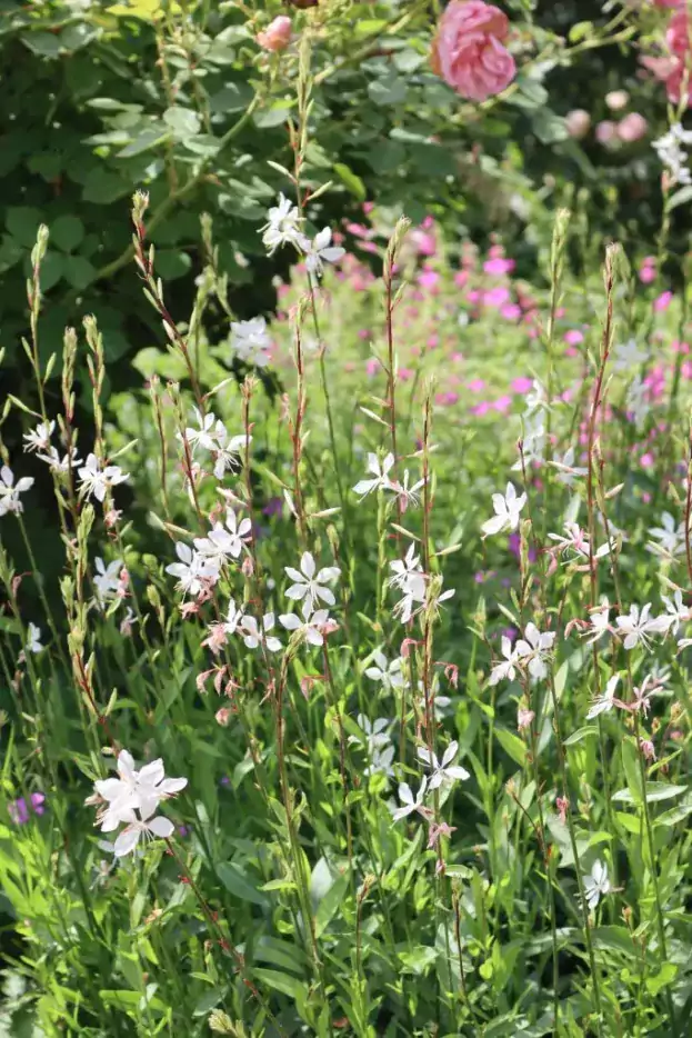 Gaura lindheimeri, Prachtkerze