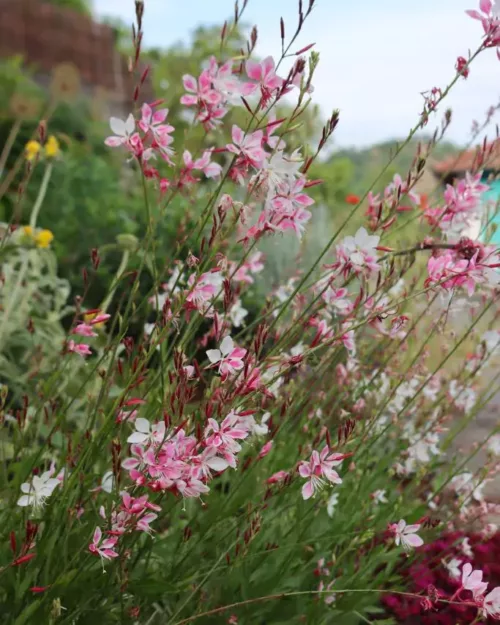 Gaura lindheimeri 'Siskiyou Pink', Prachtkerze