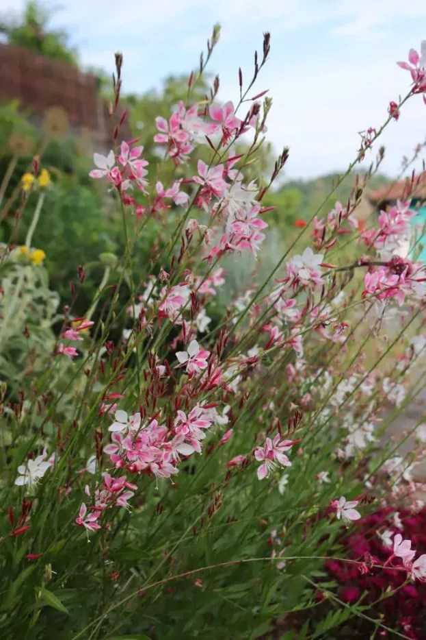 Gaura lindheimeri 'Siskiyou Pink', Prachtkerze