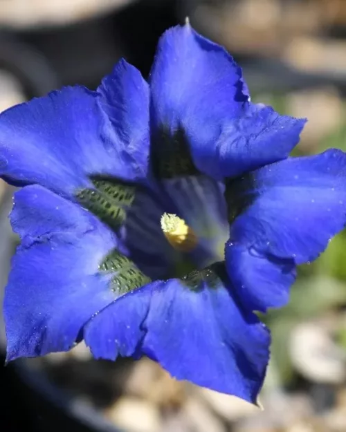 Gentiana acaulis, Stengelloser Enzian