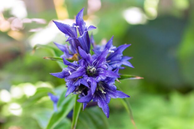 Gentiana asclepiadea, Schwalbenwurz-Enzian