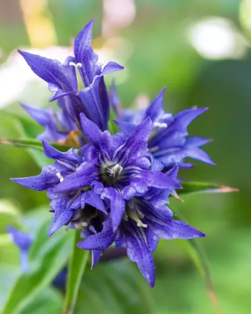 Gentiana asclepiadea, Schwalbenwurz-Enzian