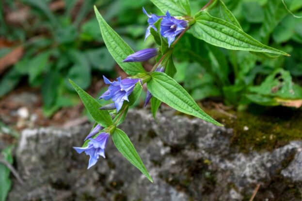 Gentiana asclepiadea, Schwalbenwurz-Enzian