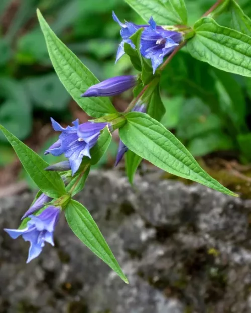 Gentiana asclepiadea, Schwalbenwurz-Enzian