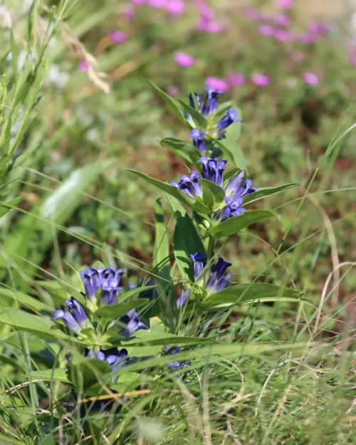 Gentiana cruciata, Kreuz-Enzian