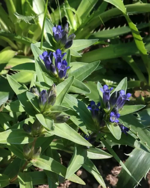 Gentiana cruciata, Kreuz-Enzian