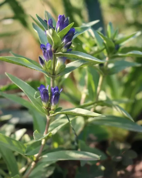 Gentiana cruciata, Kreuz-Enzian