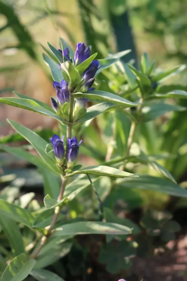 Gentiana cruciata, Kreuz-Enzian