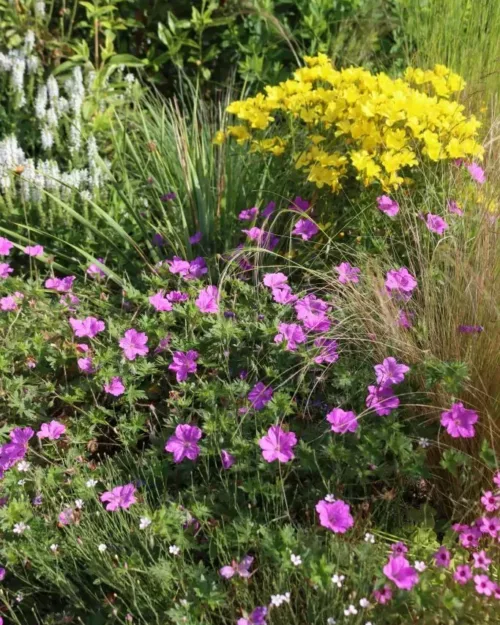 Geranium 'Blushing Turtle', Storchschnabel