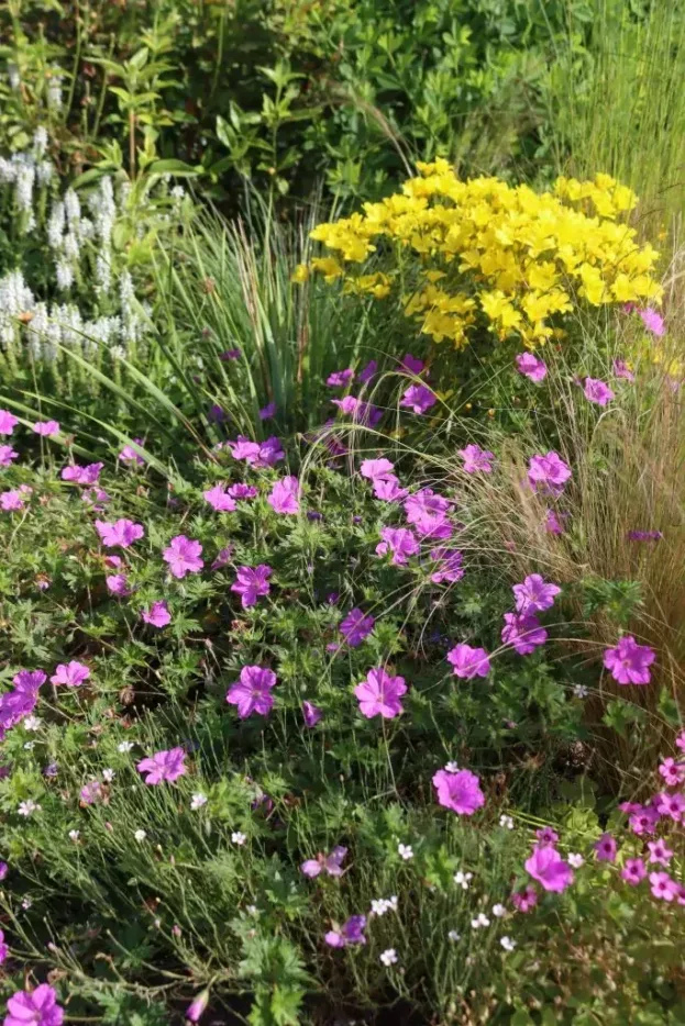 Geranium 'Blushing Turtle', Storchschnabel