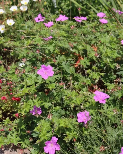 Geranium 'Blushing Turtle', Storchschnabel