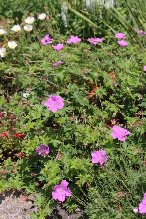 Geranium 'Blushing Turtle', Storchschnabel