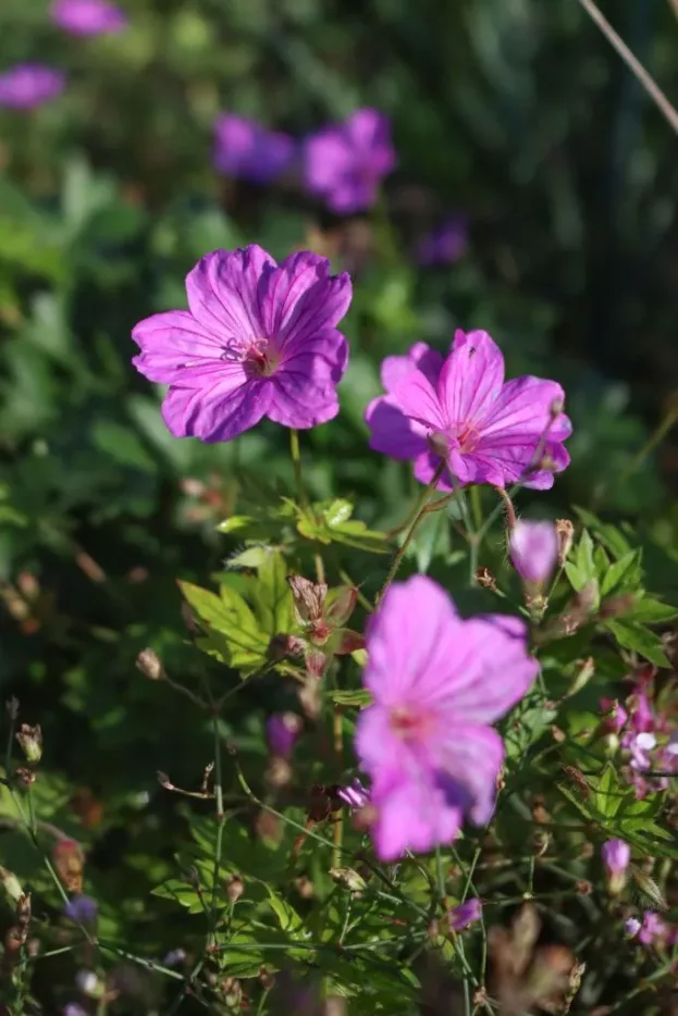 Geranium 'Blushing Turtle', Storchschnabel