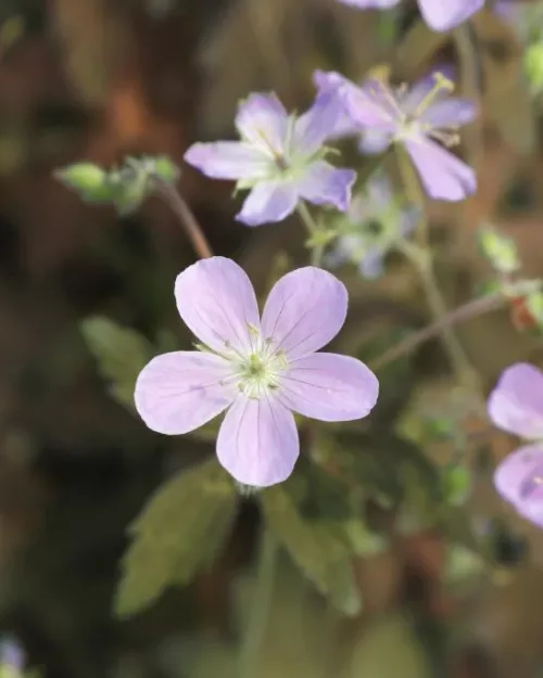 Geranium 'Espresso' - Storchenschnabel
